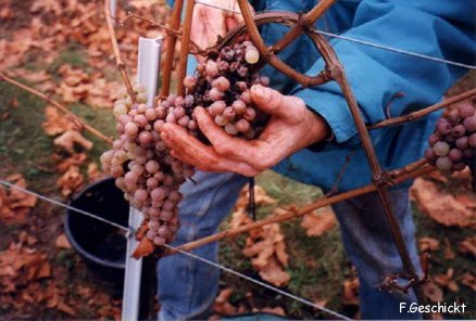 Le raisin Riesling qui fera le célèbre vin de Kaefferkopf