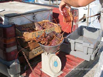 Les pêcheurs vendent les langoustes