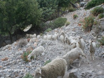La gorge de Rouvas on y croise des moutons